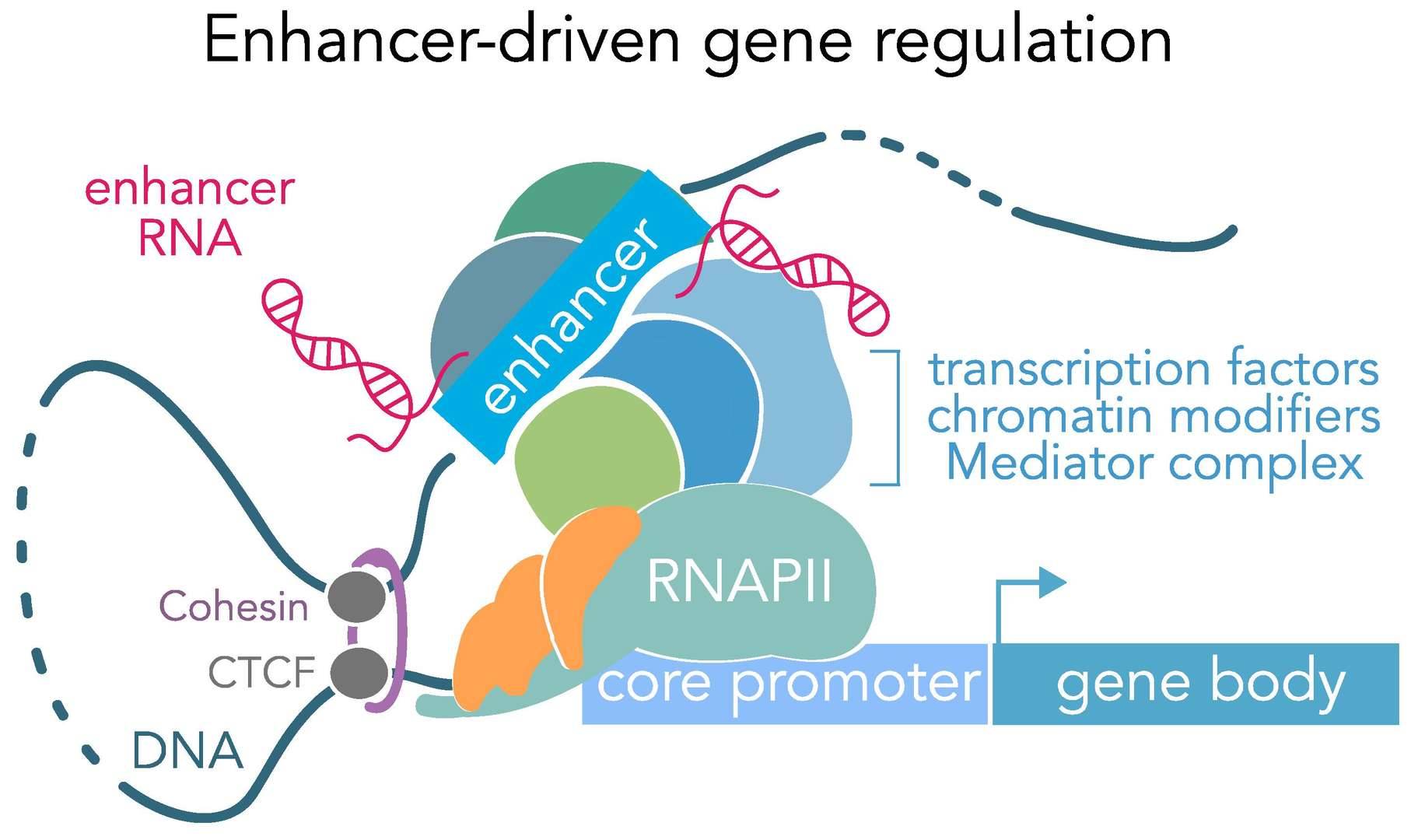 Genomic Enhancers.