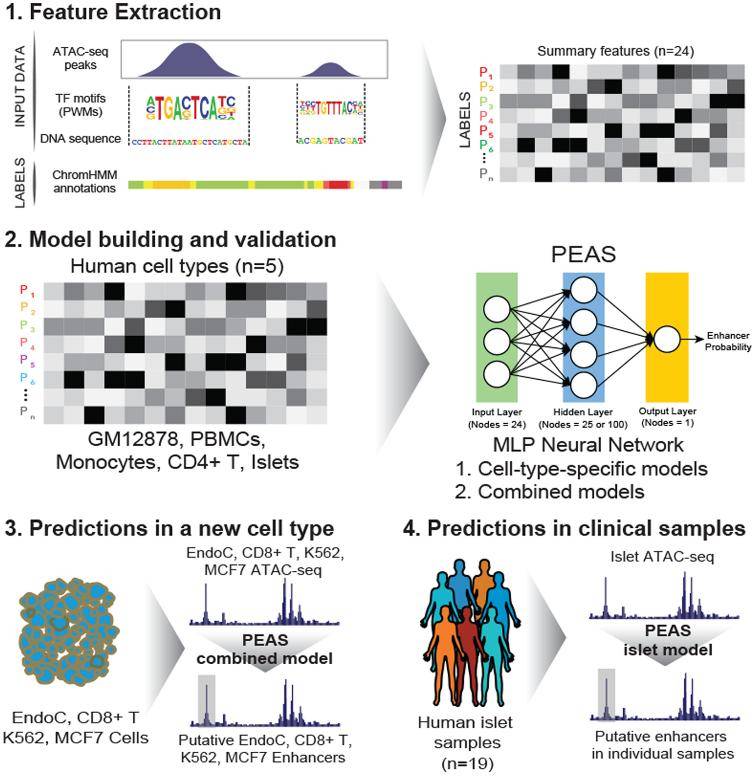 Predicts enhancers from clinical ATAC-seq samples.