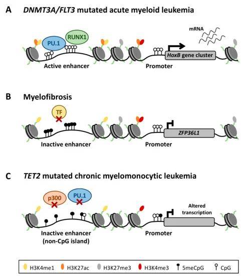 Aberrant DNA methylation of enhancer regions deregulates the transcriptional program of myeloid neoplasms.