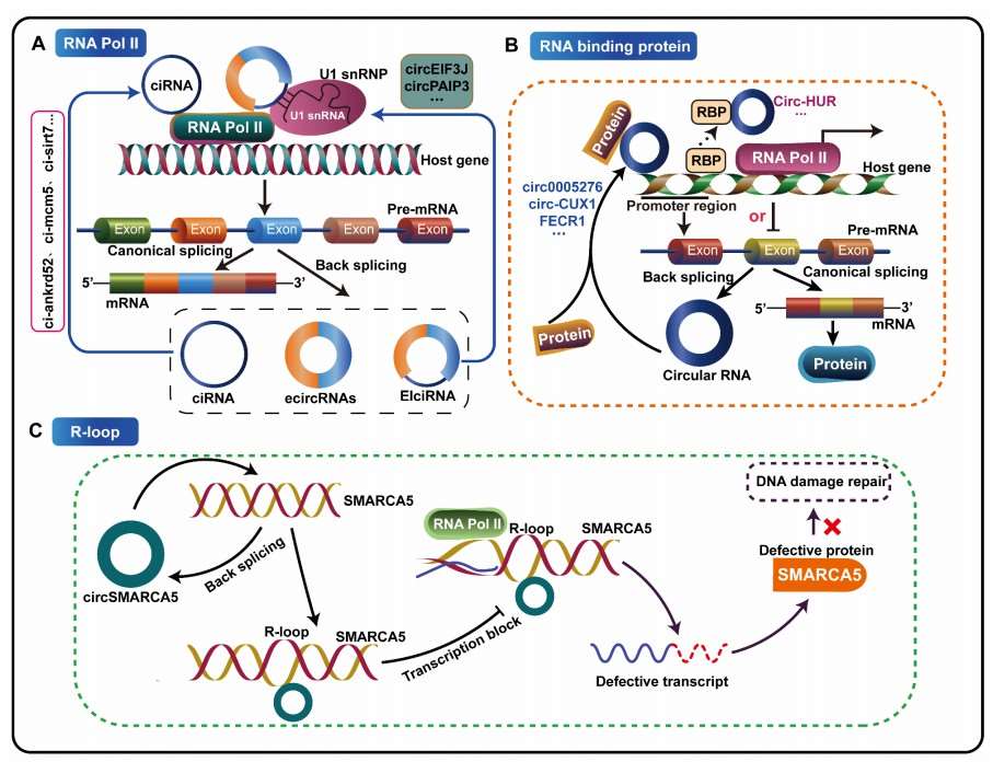 Illustration of circRNAs influencing transcriptional regulation of host genes.