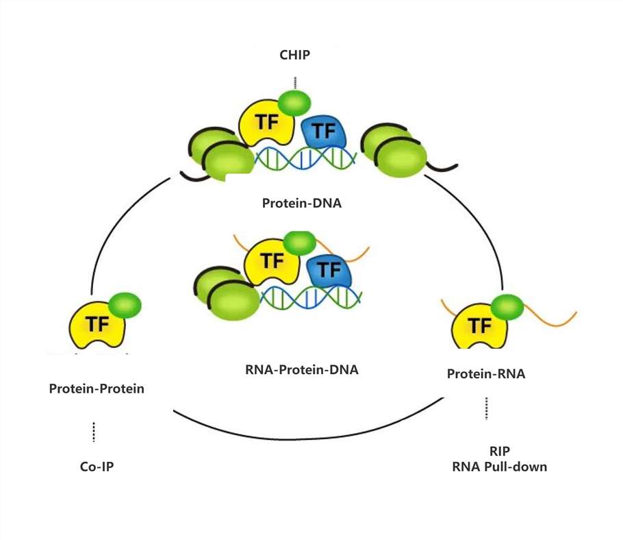 Overview of methodologies used to investigate circRNA transcriptional regulation.