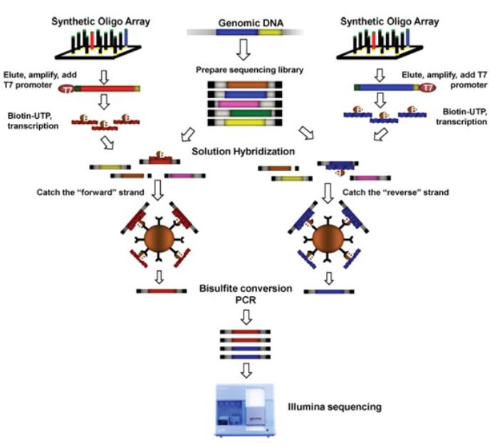 Targeted bisulfite sequencing workflow