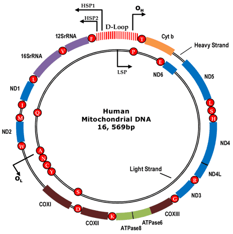 The circular human mitochondrial genome.