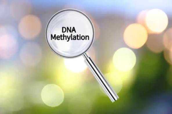 Identification of DMC, DMR, and DMG in DNA Methylation Analysis