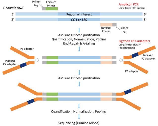 Scheme for Illumina MiSeq multiplex library preparation using the tailed PCR primers and ligation of single-indexed Y-adapters. (Bourlat et al., 2016)