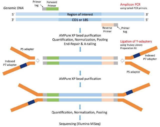 Scheme for Illumina MiSeq multiplex library preparation using the tailed PCR primers and ligation of single-indexed Y-adapters. (Bourlat et al., 2016)