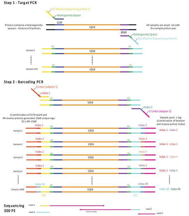 Illumina amplicon library preparation through 2-Step PCR amplification. (Holm et al., 2018)