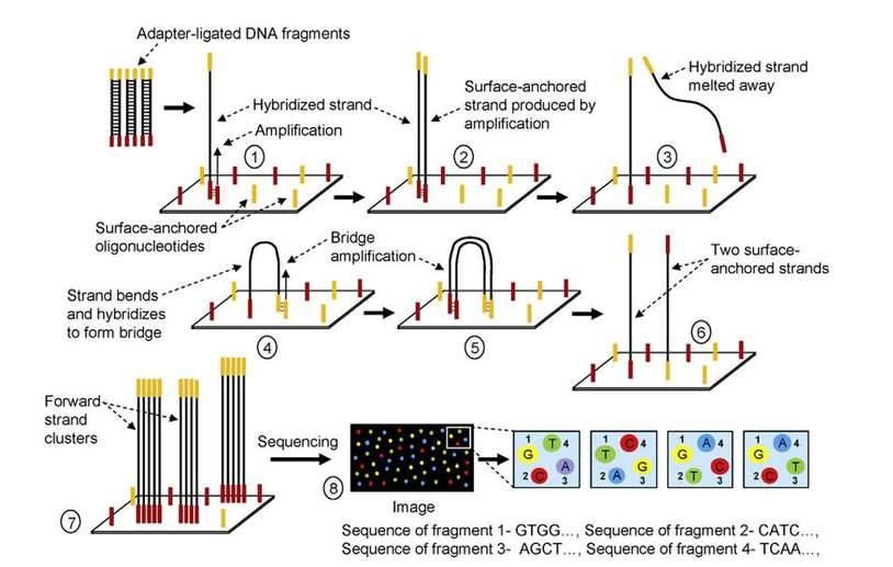 Illumina Next-Generation Sequencing (NGS): Principles and Workflow