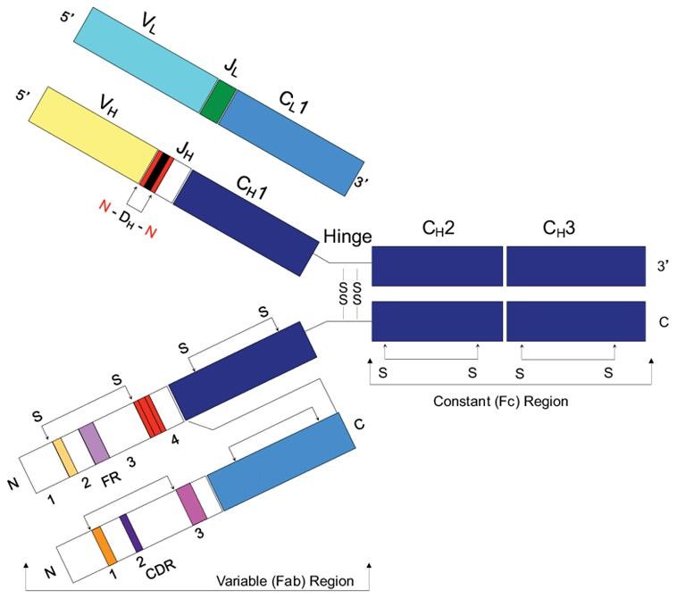 Figure 1. Structure of IgG (Brian Douglas Weitzner 2015)