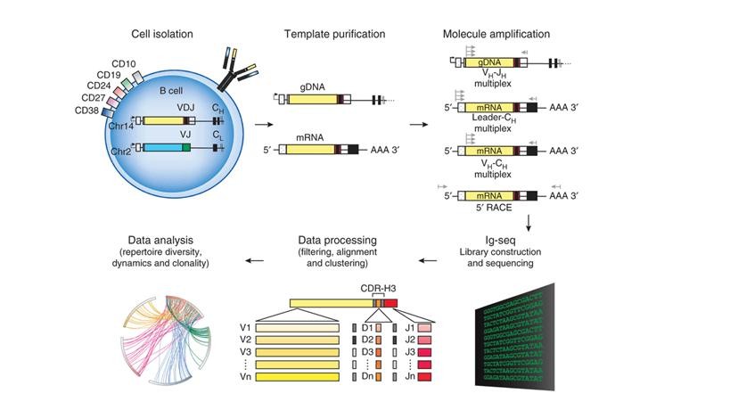 Steps for high-throughput sequencing of the Ig sequence repertoire (Georgiou et al., 2014)