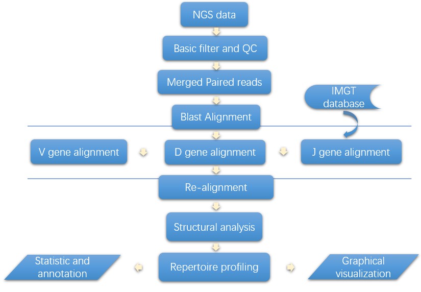 The Data Analysis Pipeline of Immune Repertoire Sequencing.