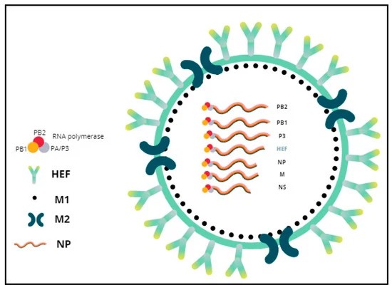 Influenza Virus Genome Types: Understanding the Genetic Diversity of Flu Viruses