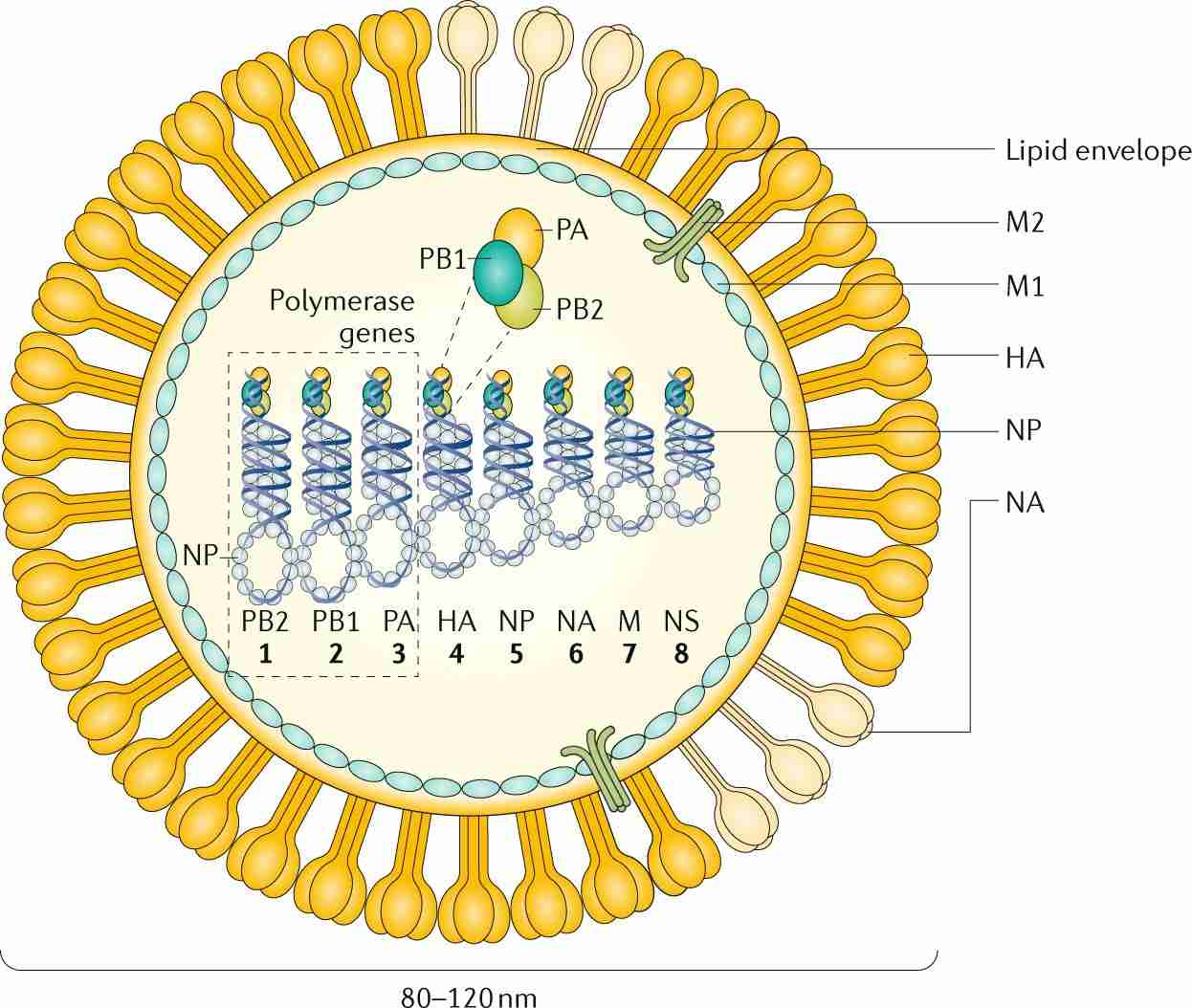The structure of Influenza A and influenza B.