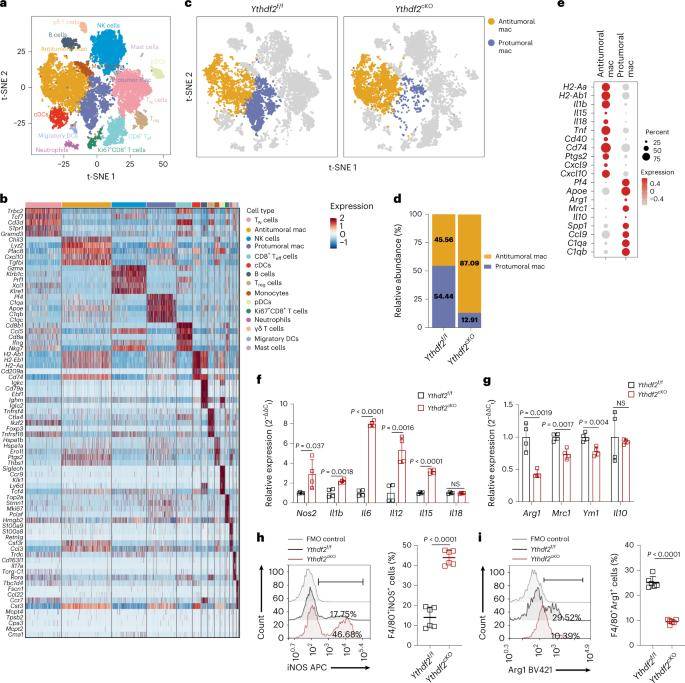 Integrating m6A Methylation and Single-Cell Analyses for Unraveling Cellular Heterogeneity