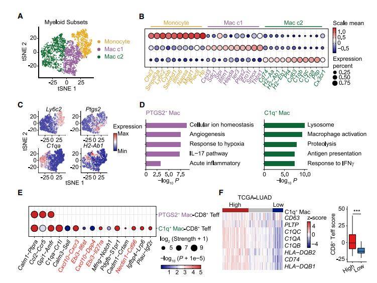 Characterization of tumor-associated macrophages by scRNA-seq.