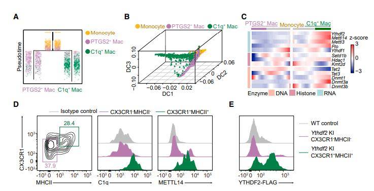 C1q+ macrophage is distinguished by unique RNA m6A methylation. 