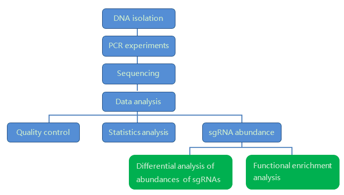 Our workflow of CRISPR Screen Sequencing