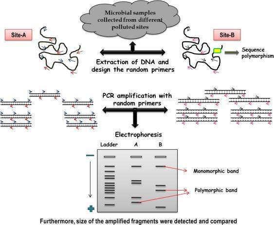 Schematic illustration of random amplified length polymorphism analysis.