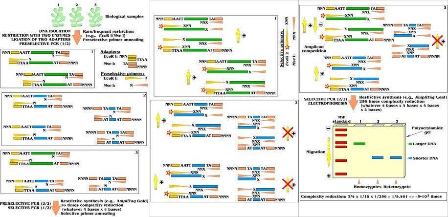 Amplified fragment length polymorphism