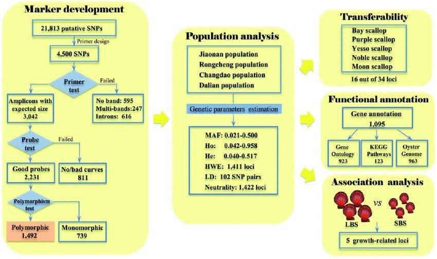 A schematic workflow describing SNP marker development and evaluation
