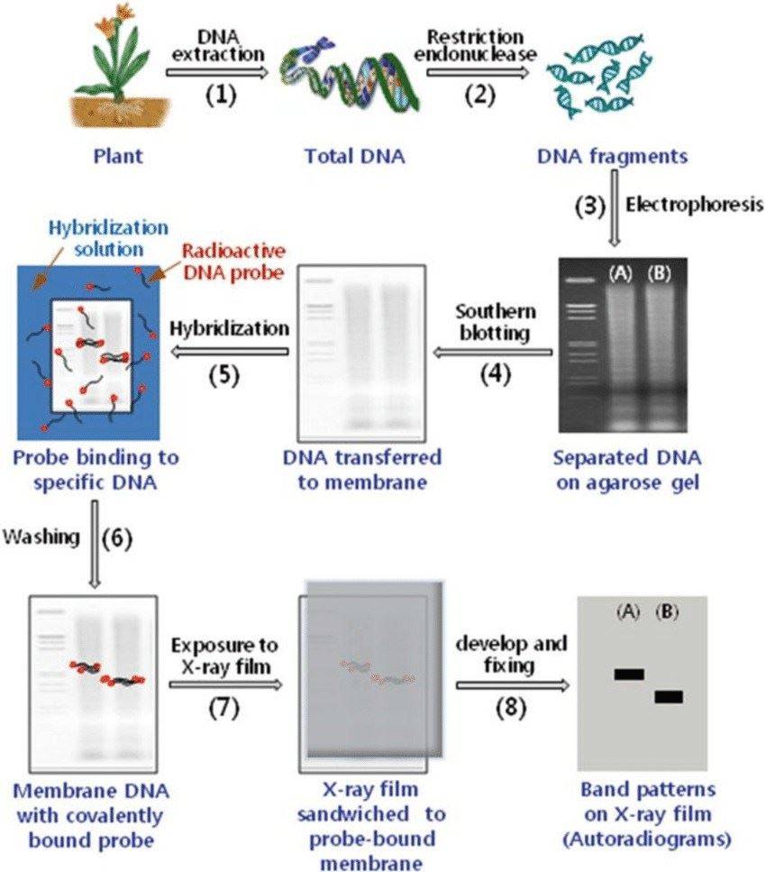 Introduction To DNA Molecular Markers