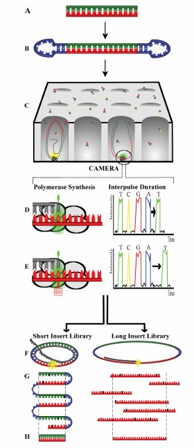 Protocol of SMRT sequencing technology (Simon et al., 2018)