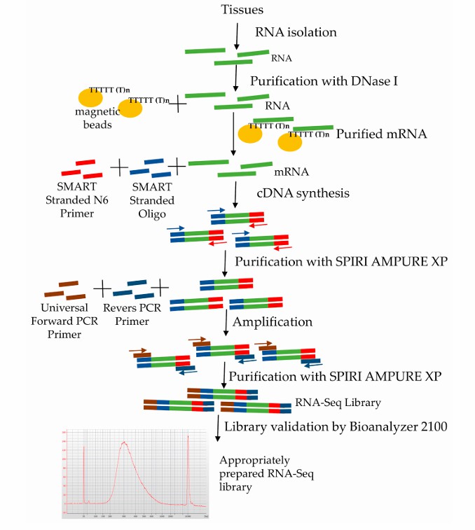 Preparation of Iso-Seq library (Marta et al., 2020)