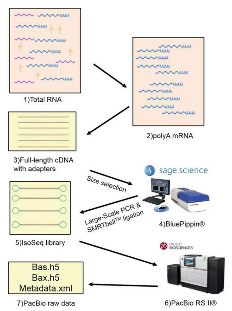 Iso-Seq Protocol Overview (Gonzalez-Garay, 2016)