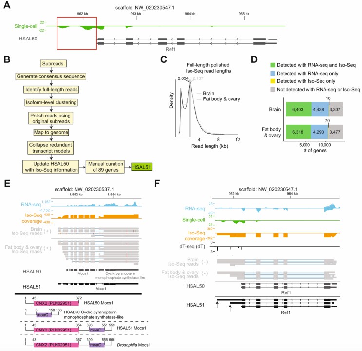 Iso-Seq Enhances Harpegnathos Gene Models (Shields et al., 2021)
