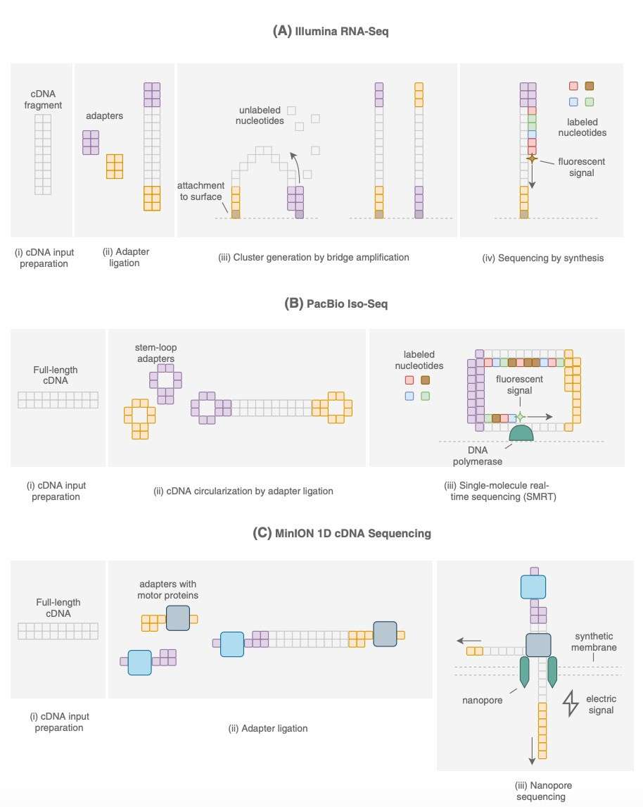 Comparison of Sequencing Platforms (Boldogkői et al., 2019)