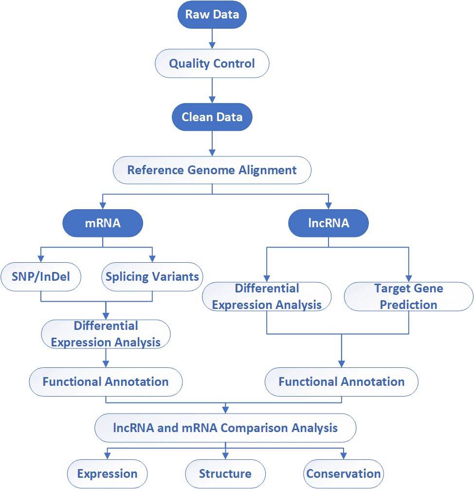 The Data Analysis Pipeline of LncRNA Sequencing.