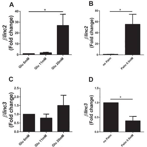 Figure 4. Impact of chronically elevated glucose and palmitate on the levels of the two lncRNAs in islets from mice on a high-fat diet, observed in vitro. (Motterle et al., 2017)