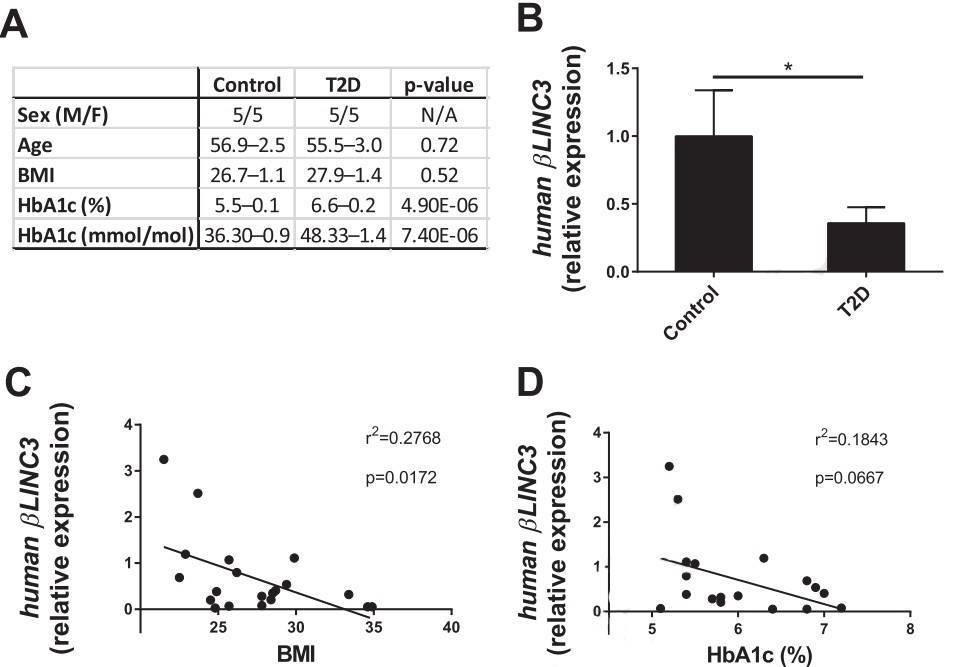 Figure 5. Reduced βlinc3 expression in islets from type 2 diabetes donors. (Motterle et al., 2017)