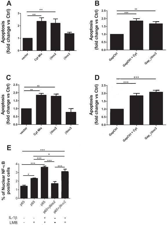Figure 6. Effects of βlinc2 and βlinc3 overexpression and downregulation on apoptosis in MIN6 β-cells. (Motterle et al., 2017)