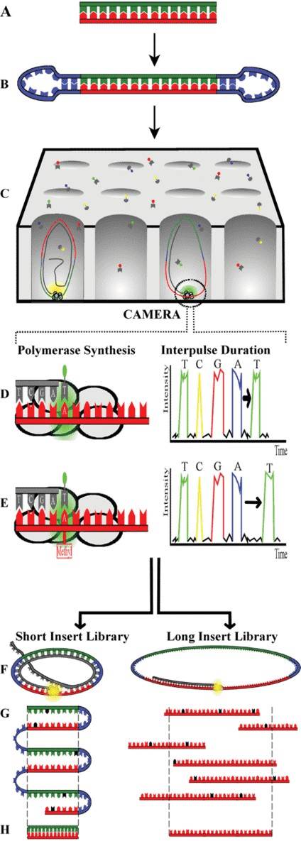 Figure 1. Summary of SMRT Sequencing Technology. (Simon Ardui, et al., 2018)