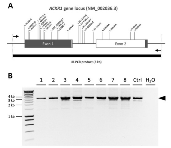 Fig. 1. Amplification of the entire ACKR1 gene locus using Long-range PCR (LR-PCR). ( Fichou et al., 2020)