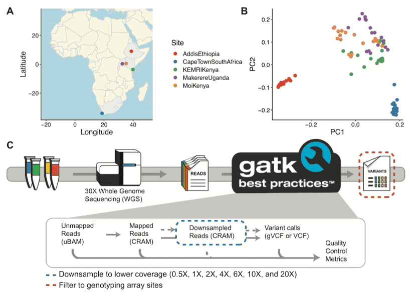 Low-Coverage Sequencing Effectively IDs Novel Variants in Underrepresented Populations