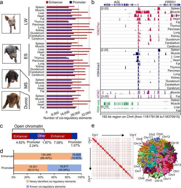 Mapping Cis-Regulatory Elements in the Pig Genome