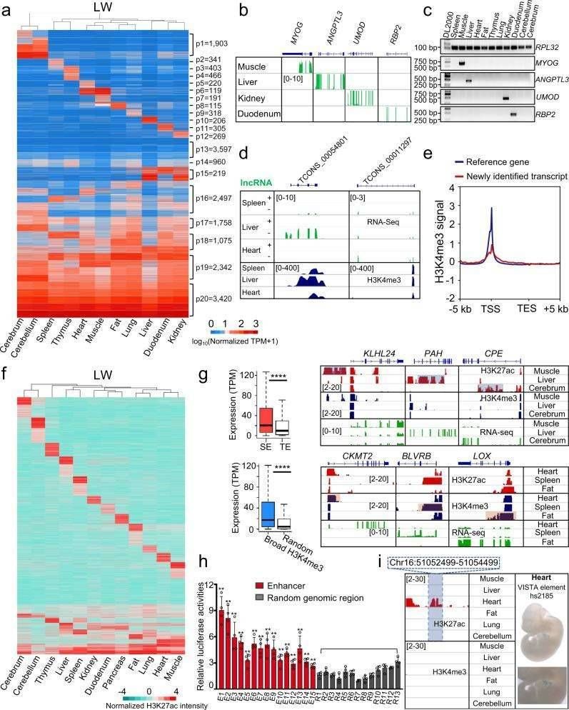 Cis-regulatory element landscape of the pig genome.