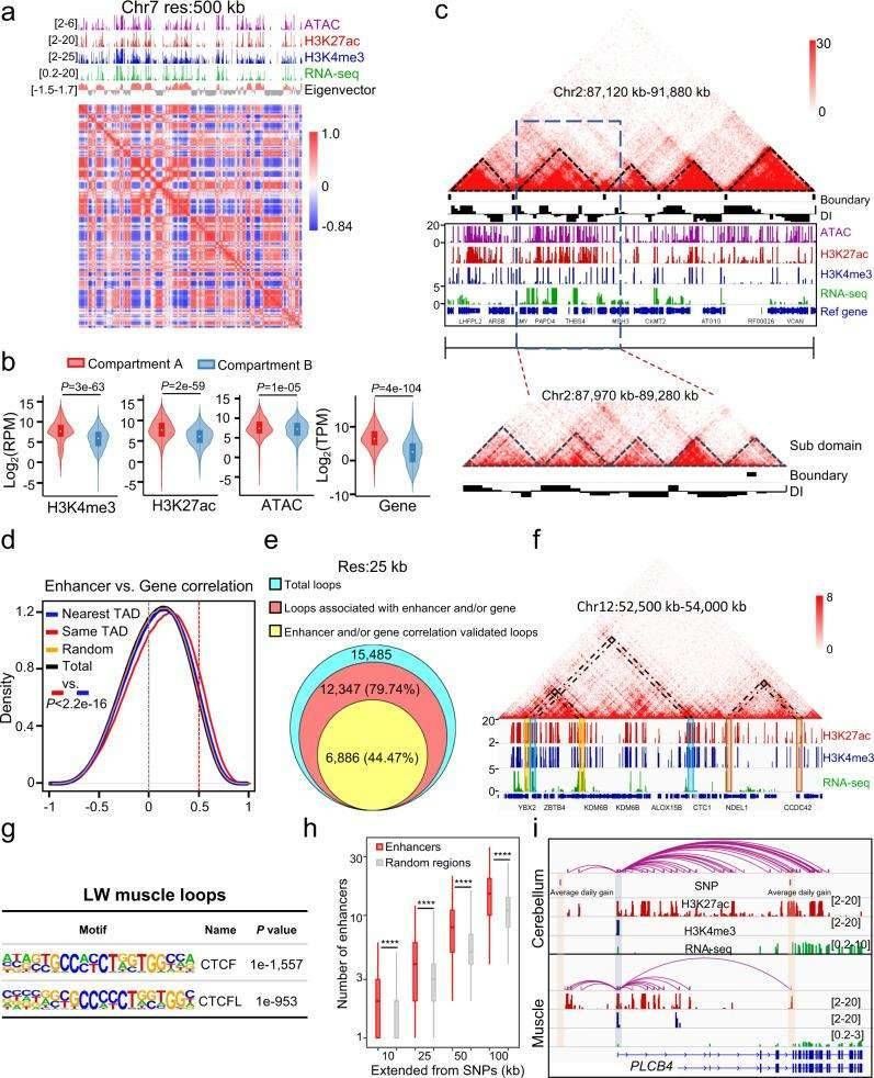 3D structure and regulation of cis-regulatory elements.