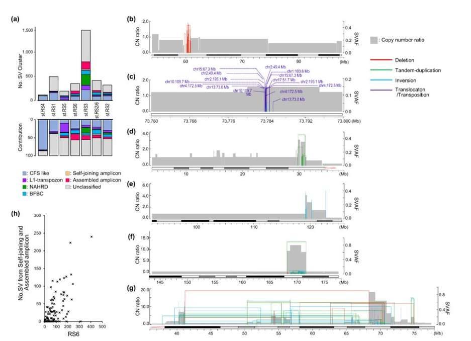 Molecular classification of SV clusters (SVCs).