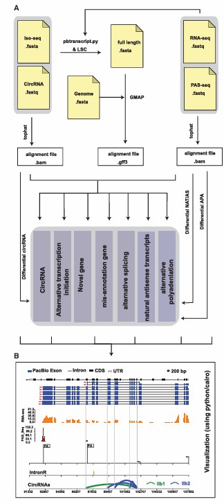 Data visualization of Iso-Seq (Gao et al., 2018)
