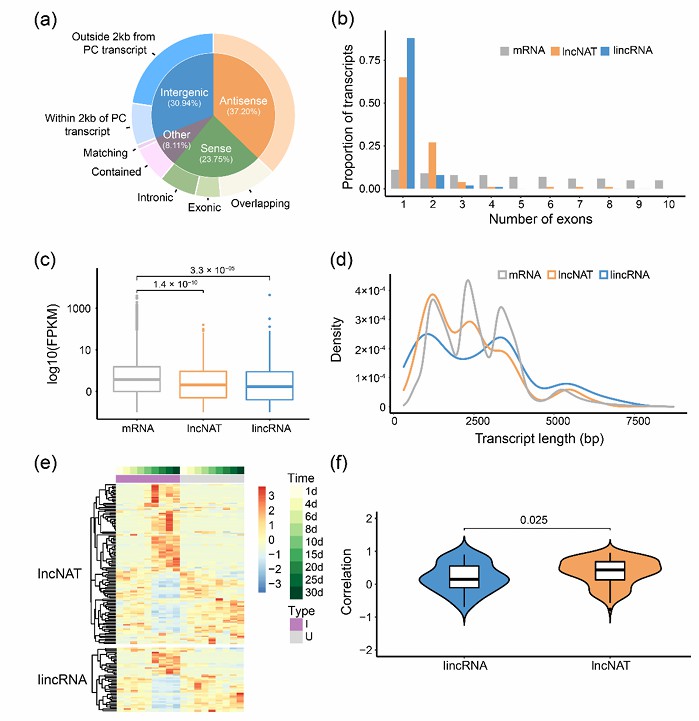 Comparing lncRNA level in soybean root and nodule tissues (Liu et al., 2022)