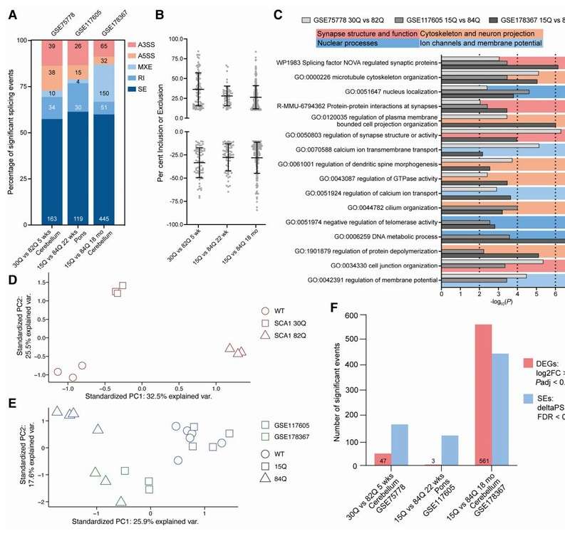 Short and pathogenic repeat length mouse models show distinct splicing profiles (Hannah et al., 2024)