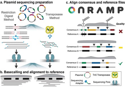 Plasmid library preparation and generation of the consensus sequence using On-Ramp. (Mumm, Camille, et al., bioRxiv, 2022)