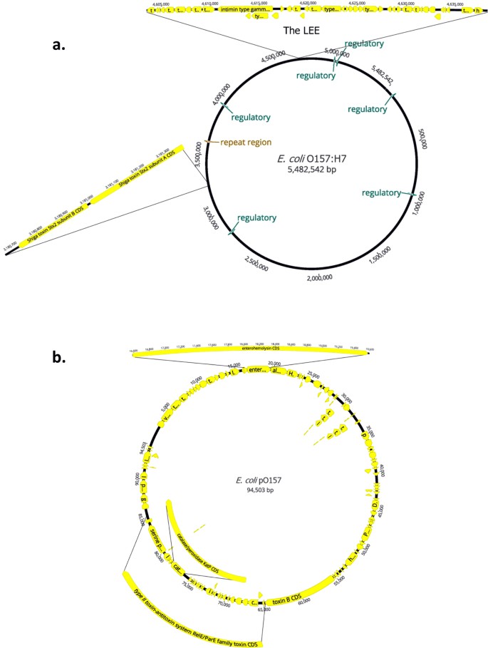 Annotation of the MinION-generated assembly of Escherichia coli. (Taylor, T.L. et al., Sci Rep, 2019)