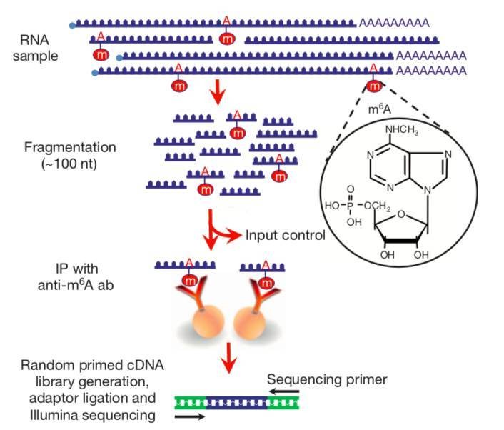 merip-sequencing-m6a-analysis-5