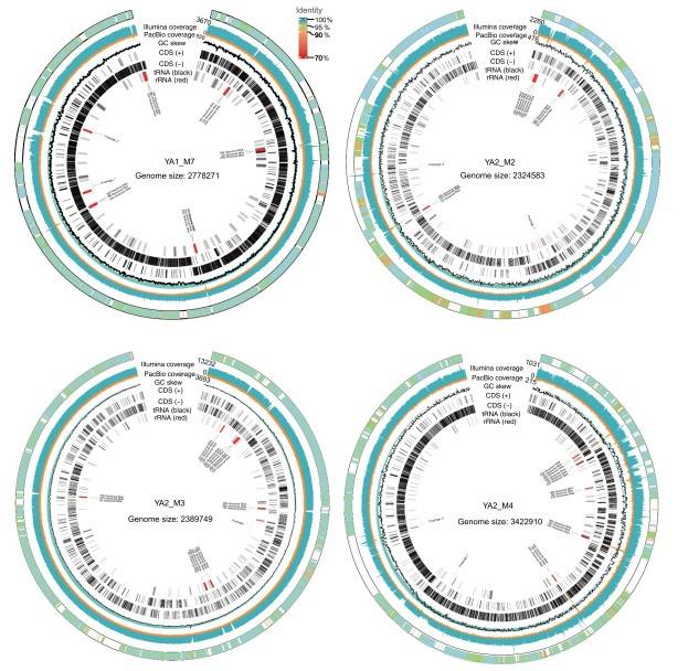 Genomic maps of four MAGs