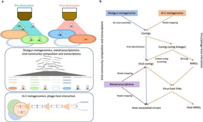 Metagenome Sequencing and Hi-C Technology Illuminates Soil Phage–Host Interactions