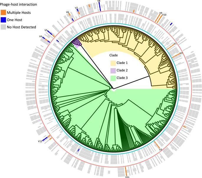 Soil phage–host interactions revealed using Hi–C metagenomics.